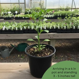 Pequin Pepper Live Plant – 3-5 Inch Tall, Edible Hot Peppers, Patio & Garden - Image 6
