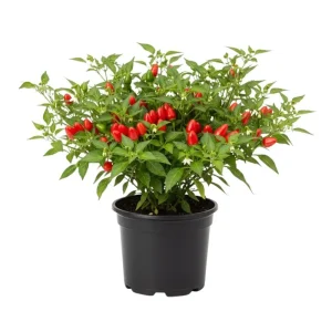 Pequin Pepper Live Plant – 3-5 Inch Tall, Edible Hot Peppers, Patio & Garden - Image 1
