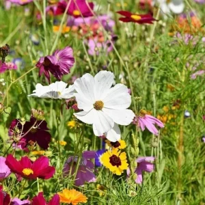 Perennial Wildflower Seed Mix - 1200+ Heirloom Seeds, Pollinator Food, Outdoor - Image 2