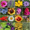 Perennial Wildflower Seed Mix - 1200+ Heirloom Seeds, Pollinator Food, Outdoor - Image 1