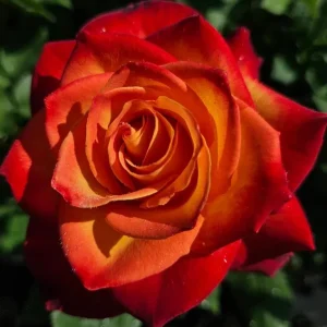 Perfect Moment Rose Live Plant, Hybrid Tea, Yellow-Red Flowers, 4-6 Inch Tall - Image 2