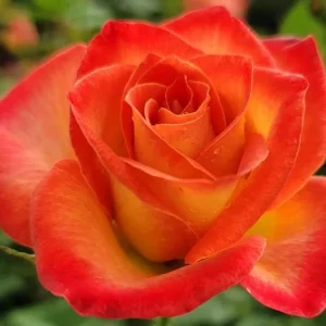 Perfect Moment Rose Live Plant, Hybrid Tea, Yellow-Red Flowers, 4-6 Inch Tall - Image 3