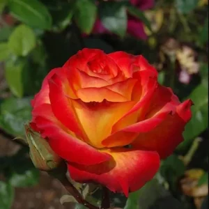 Perfect Moment Rose Live Plant, Hybrid Tea, Yellow-Red Flowers, 4-6 Inch Tall - Image 4