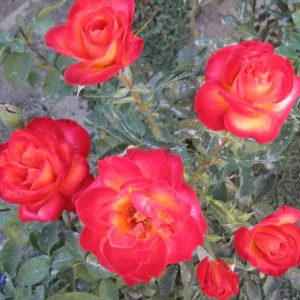 Perfect Moment Rose Live Plant, Hybrid Tea, Yellow-Red Flowers, 4-6 Inch Tall - Image 5