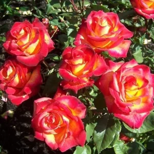 Perfect Moment Rose Live Plant, Hybrid Tea, Yellow-Red Flowers, 4-6 Inch Tall - Image 6