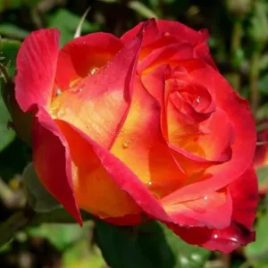 Perfect Moment Rose Live Plant, Hybrid Tea, Yellow-Red Flowers, 4-6 Inch Tall - Image 7