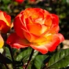 Perfect Moment Rose Live Plant, Hybrid Tea, Yellow-Red Flowers, 4-6 Inch Tall - Image 1
