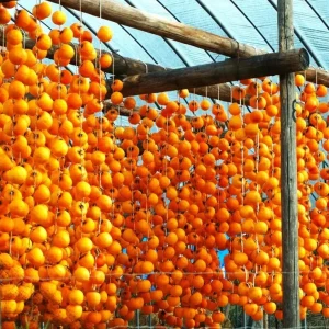 Persimmon Live Tree Plant - 6-12 Inch, Quart Pot - Sweet Fruit, Fall Color - Image 3