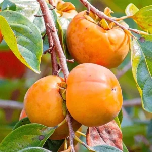Persimmon Live Tree Plant - 6-12 Inch, Quart Pot - Sweet Fruit, Fall Color - Image 4