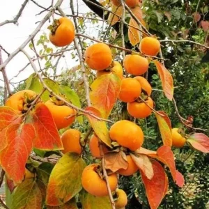 Persimmon Live Tree Plant - 6-12 Inch, Quart Pot - Sweet Fruit, Fall Color - Image 5