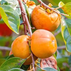 Persimmon Live Tree Plant - 6-12 Inch, Quart Pot - Sweet Fruit, Fall Color - Image 6