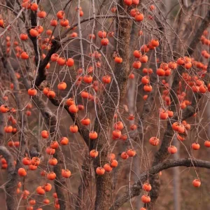 Persimmon Live Tree Plant - 6-12 Inch, Quart Pot - Sweet Fruit, Fall Color - Image 8