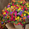 Petunia Grandiflora Seeds - 500+ Mixed Rainbow Colors - Annual Flower Seeds for Garden & Pots - Image 1