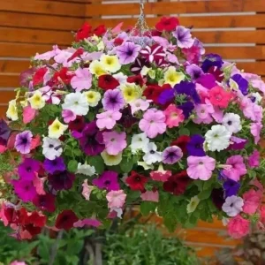 Petunia Grandiflora Seeds - 500+ Mixed Rainbow Colors - Annual Flower Seeds for Garden & Pots - Image 2