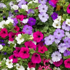 Petunia Seeds Dwarf Mix - 2000+ Annual Flower Seeds for Garden - Image 1