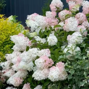 Phantom Hydrangea Shrub Live Plant, 6-12 Inch Tall, 2.5 Inch Pot, White/Pink Panicle Hydrangea - Image 2