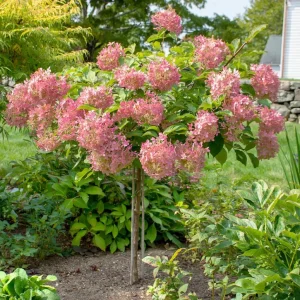 Phantom Hydrangea Shrub Live Plant, 6-12 Inch Tall, 2.5 Inch Pot, White/Pink Panicle Hydrangea - Image 3
