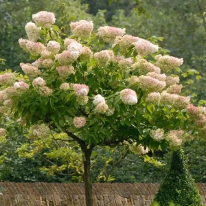 Phantom Hydrangea Shrub Live Plant, 6-12 Inch Tall, 2.5 Inch Pot, White/Pink Panicle Hydrangea - Image 4