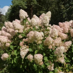 Phantom Hydrangea Shrub Live Plant, 6-12 Inch Tall, 2.5 Inch Pot, White/Pink Panicle Hydrangea - Image 5