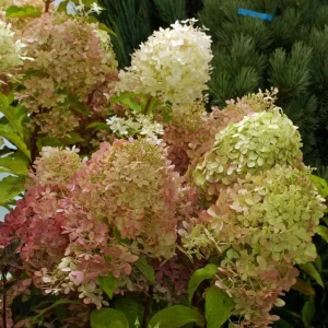Phantom Hydrangea Shrub Live Plant, 6-12 Inch Tall, 2.5 Inch Pot, White/Pink Panicle Hydrangea - Image 6