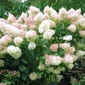 Phantom Hydrangea Shrub Live Plant, 6-12 Inch Tall, 2.5 Inch Pot, White/Pink Panicle Hydrangea - Image 1