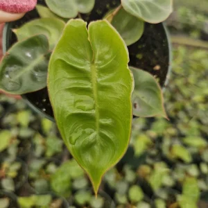 Philodendron Billietiae Live Plant - Rare Tropical Aroid - 4 inch Nursery Pot - Indoor Houseplant - Image 1