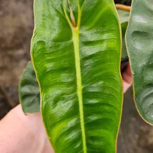 Philodendron Billietiae Live Plant - Rare Tropical Aroid - 4 inch Nursery Pot - Indoor Houseplant - Image 2