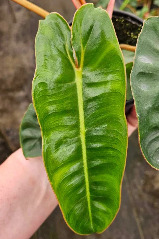 Philodendron Billietiae Live Plant - Rare Tropical Aroid - 4 inch Nursery Pot - Indoor Houseplant - Image 2