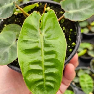 Philodendron Billietiae Live Plant - Rare Tropical Aroid - 4 inch Nursery Pot - Indoor Houseplant - Image 3