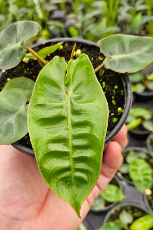 Philodendron Billietiae Live Plant - Rare Tropical Aroid - 4 inch Nursery Pot - Indoor Houseplant - Image 3