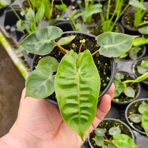 Philodendron Billietiae Live Plant - Rare Tropical Aroid - 4 inch Nursery Pot - Indoor Houseplant - Image 4