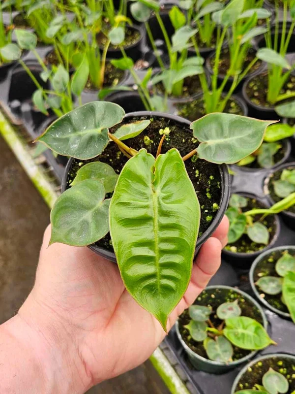Philodendron Billietiae Live Plant - Rare Tropical Aroid - 4 inch Nursery Pot - Indoor Houseplant - Image 4