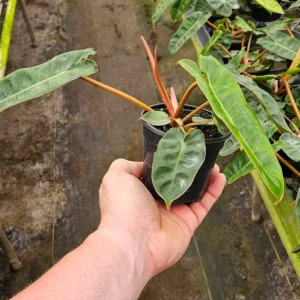 Philodendron Billietiae Live Plant - Rare Tropical Aroid - 4 inch Nursery Pot - Indoor Houseplant - Image 5