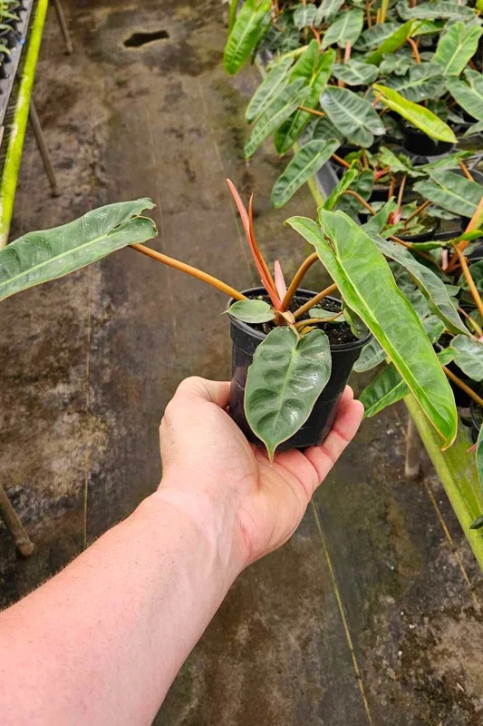 Philodendron Billietiae Live Plant - Rare Tropical Aroid - 4 inch Nursery Pot - Indoor Houseplant - Image 5