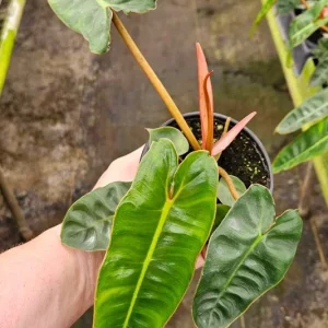 Philodendron Billietiae Live Plant - Rare Tropical Aroid - 4 inch Nursery Pot - Indoor Houseplant - Image 6