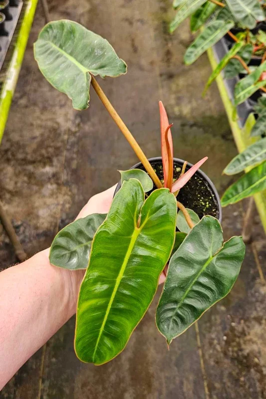 Philodendron Billietiae Live Plant - Rare Tropical Aroid - 4 inch Nursery Pot - Indoor Houseplant - Image 6