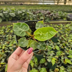 Philodendron Billietiae Live Plant - Rare Tropical Aroid - 4 inch Nursery Pot - Indoor Houseplant - Image 7