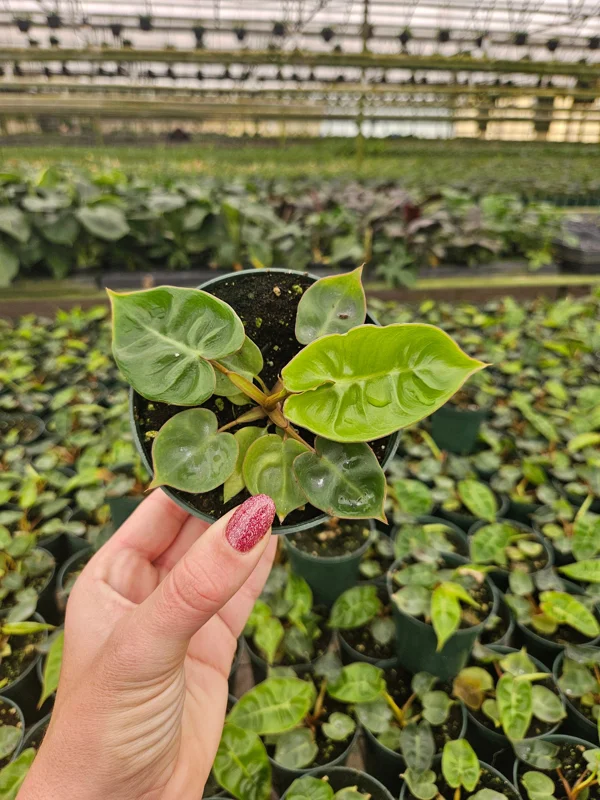 Philodendron Billietiae Live Plant - Rare Tropical Aroid - 4 inch Nursery Pot - Indoor Houseplant - Image 7
