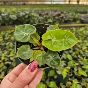 Philodendron Billietiae Live Plant - Rare Tropical Aroid - 4 inch Nursery Pot - Indoor Houseplant - Image 8