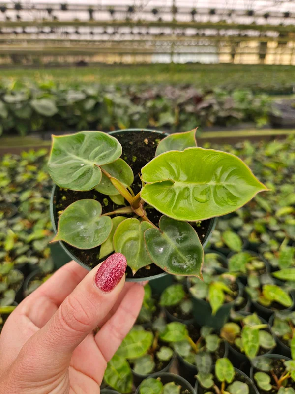 Philodendron Billietiae Live Plant - Rare Tropical Aroid - 4 inch Nursery Pot - Indoor Houseplant - Image 8