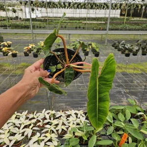 Philodendron Billietiae Live Plant - Rare Tropical Houseplant 4 or 6 Inch Pot - Image 3