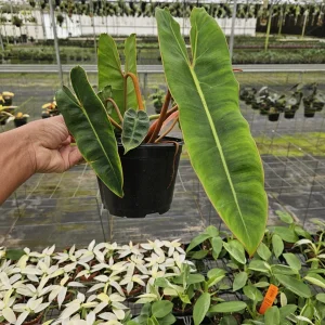 Philodendron Billietiae Live Plant - Rare Tropical Houseplant 4 or 6 Inch Pot - Image 4