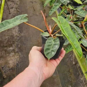 Philodendron Billietiae Live Plant - Rare Tropical Houseplant 4 or 6 Inch Pot - Image 6