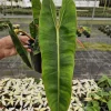 Philodendron Billietiae Live Plant - Rare Tropical Houseplant 4 or 6 Inch Pot - Image 1