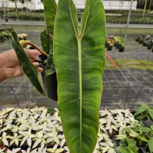 Philodendron Billietiae Live Plant - Rare Tropical Houseplant 4 or 6 Inch Pot - Image 1