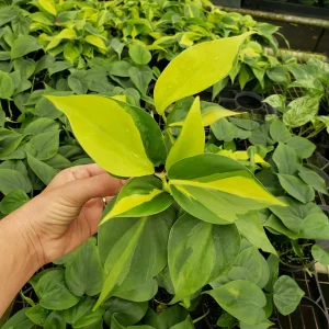 Philodendron Brasil Live Plant - 4 Inch Pot, Trailing Variegated Houseplant - Image 2