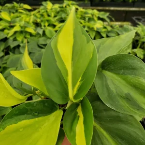 Philodendron Brasil Live Plant - 4 Inch Pot, Trailing Variegated Houseplant - Image 3