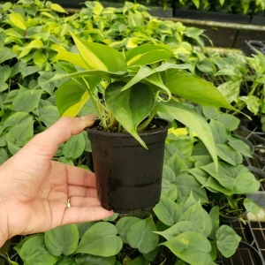 Philodendron Brasil Live Plant - 4 Inch Pot, Trailing Variegated Houseplant - Image 4