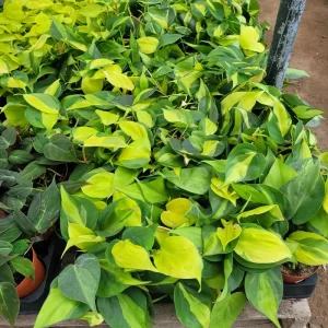 Philodendron Cordatum Brasil Live Plant - Hederaceum Vining Houseplant in 4in Pot - Image 2