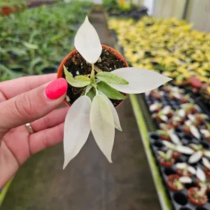 Philodendron Florida Beauty Ghost Mint Live Plant – Rare Tropical Houseplant – 4 or 6 Inch Pot – Indoor - Image 2